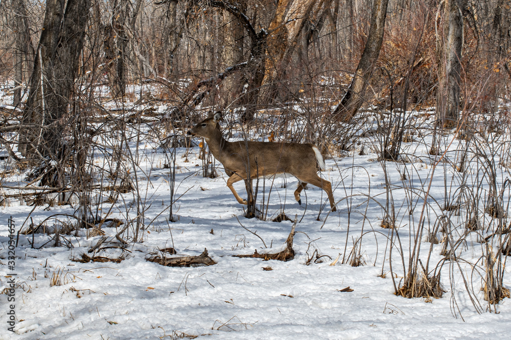 Herd of Deer in a Snow Covered Field Herd of Deer in a Snow Covered Field