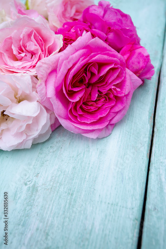 beautiful garden roses on turquoise wooden surface