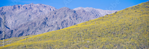 Panoramic view of Desert gold yellow flowers in spring on volcanic rock in Death Valley National Park, California photo