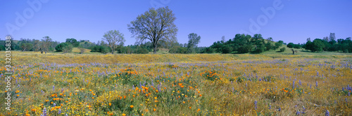 Panoramic view of spring flowers off Route 58 on Shell Creek Road west of Bakersfield, California
