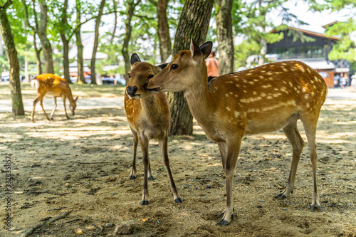 Fototapeta Naklejka Na Ścianę i Meble -  A couple at Nara Park, Japan. Nara Park home over 1.000 sika deer freely roaming in the park.