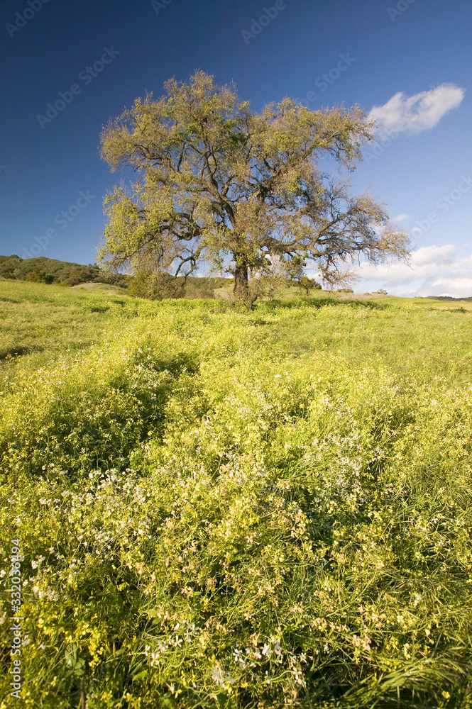 California Oak tree in spring field of flowers near Lake Casitas in Ventura County, Ojai, CA