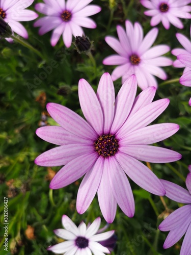 Fleur mauve avec le coeur violet qui poussent a plusieur