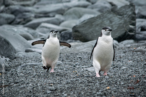 Pingüino De Barbijo Islas Orcadas Antártida Argentina photo