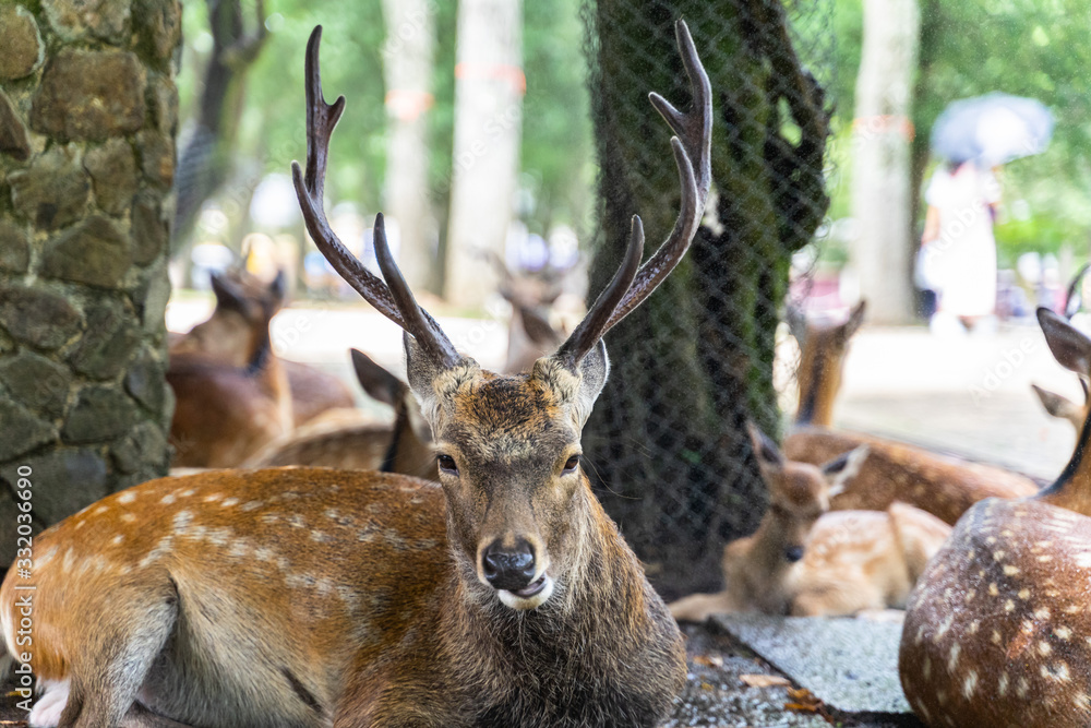 Φωτογραφία A male deer gazing into the the camera at Nara Park, Japan