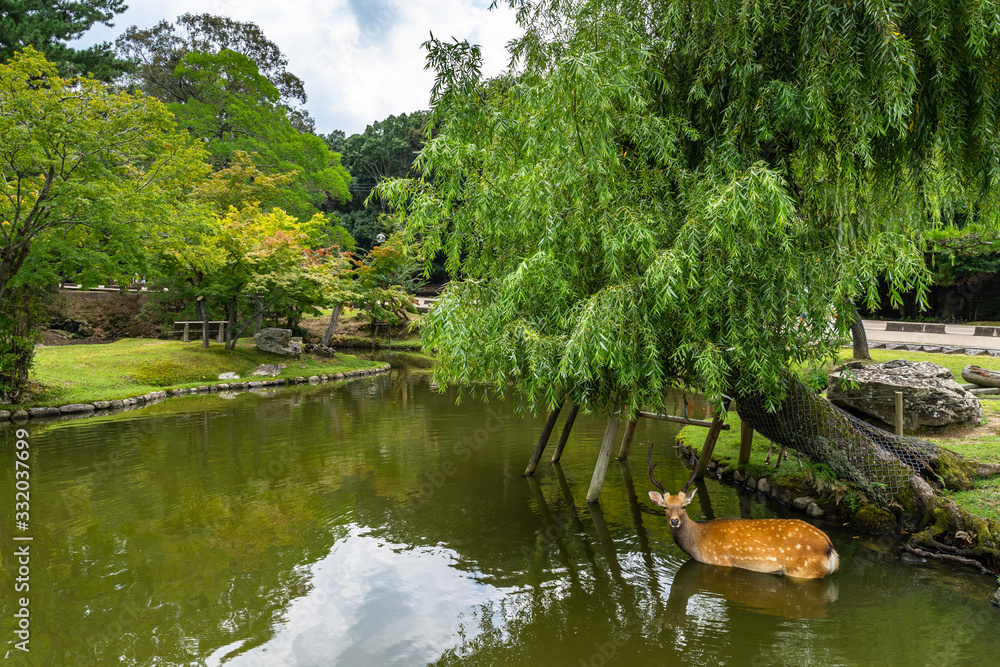A sika deer in a small pond at Nara Park, Japan