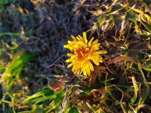 flower yelow