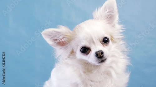 Cute wide eyed chihuahua on an isolated blue background in studio. Funny Chihuahua tilts her head to one side, then on other side. She is very curious and inquisitive photo