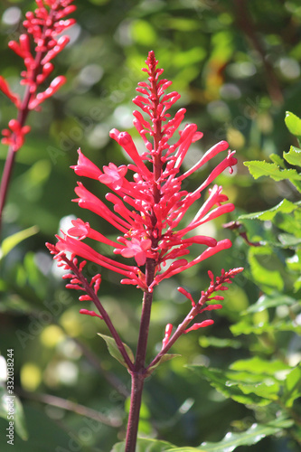 Close up of a Scarlet firespike flower growing in the garden photo