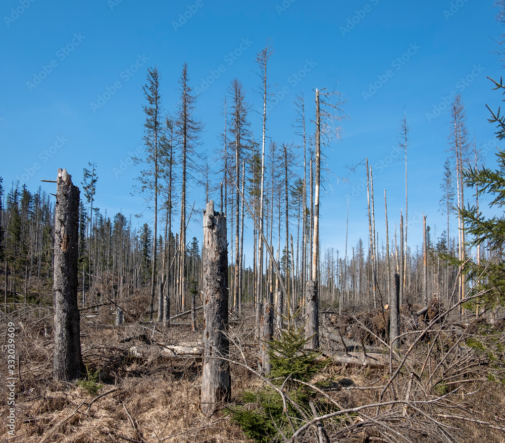 Mountainous spruce forest damages by heavy storms (natural disaster) Mountainous spruce forest damages by heavy storms (natural disaster)