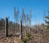 Mountainous spruce forest damages by heavy storms (natural disaster)