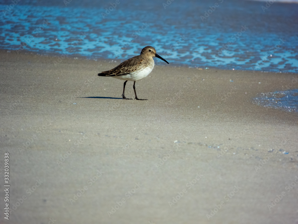 Sandpiper on the beach fire island New York Sandpiper on the beach fire island New York