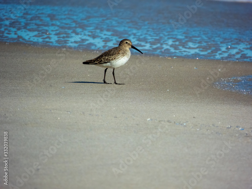 Sandpiper on the beach fire island New York