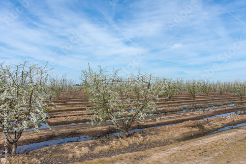 Fototapeta Naklejka Na Ścianę i Meble -  Irrigating The Orchard