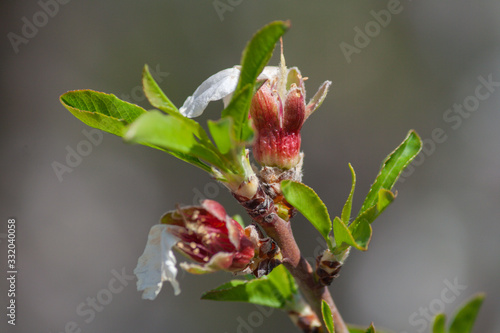 Peach Blossom Close Up