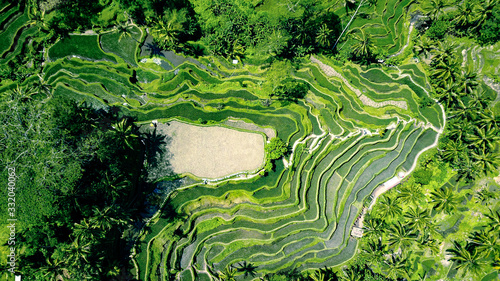 Aerial photo of green rice terraces in Ubud, Bali island, Indonesia. Full vegetation time. Structured fields.