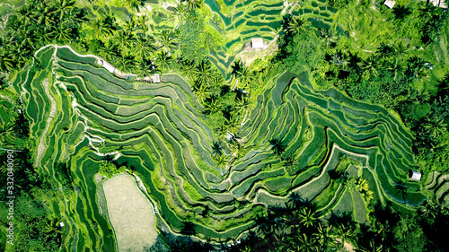 Fotografie Aerial photo of green rice terraces in Ubud, Bali island, Indonesia