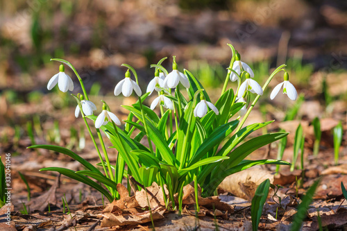 Galanthus nivalis or common snowdrop - blooming white flowers in early spring in the forest, closeup