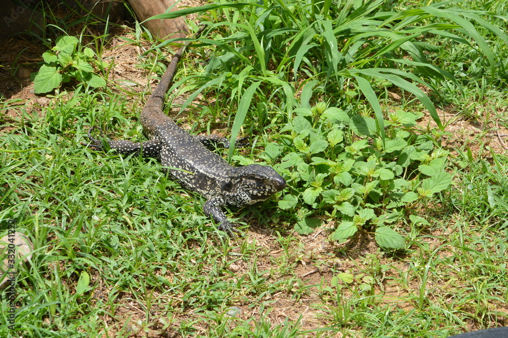 Naklejka premium f noronha