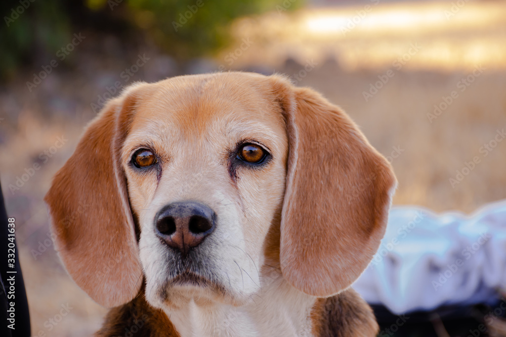 Portrait of an adorable beagle dog looking forward outdoors