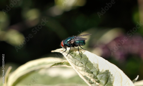 Greenbottle insect on a leaf