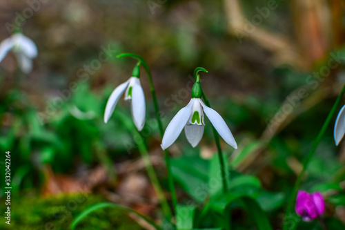 snowdrops white flowers  growing in park photo