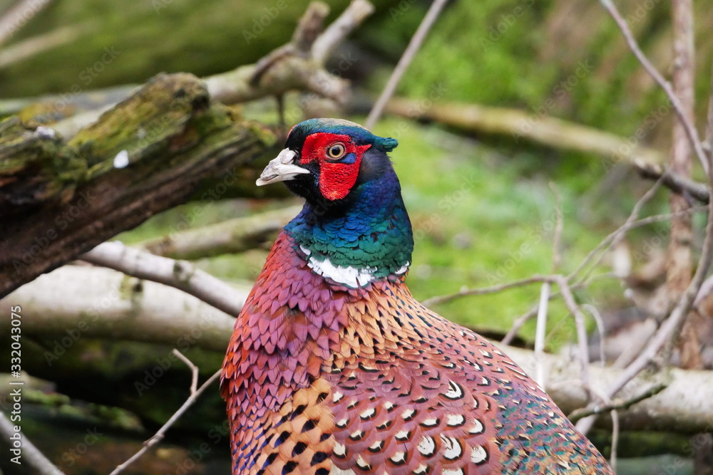 Fototapeta premium Close-up of a pheasant in woodland, very colourful