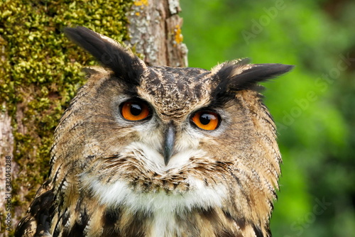 Close up of eurasian eagle-owl's face with woodland backdrop