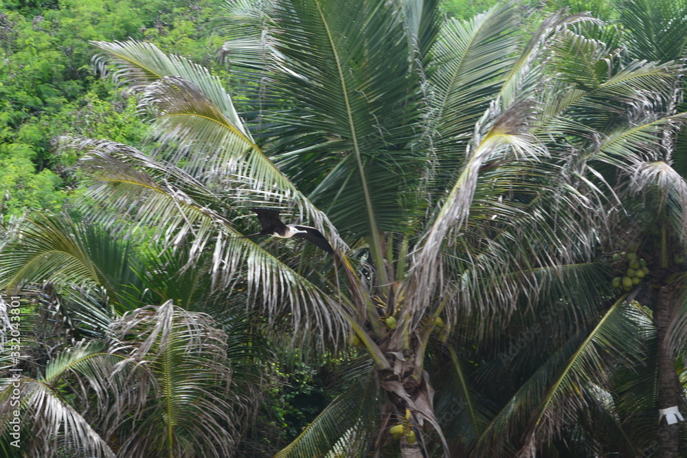 Obraz premium f noronha