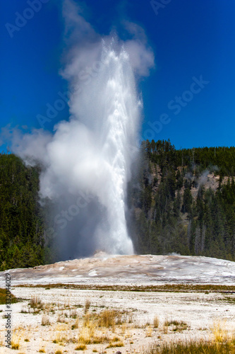 Old Faithful geyser shooting into the air at Yellowstone Park Wyoming