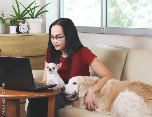  woman sitting in living room typing on computer laptop  with her Chihuahua dog on her lap and Golden retriever dog lying on sofa beside her. working from home  concept. photo