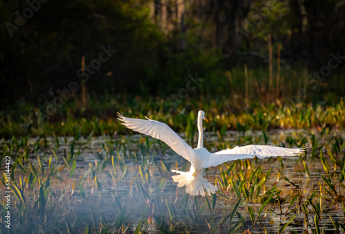 Great Egret flying in Okefenokee Swamp land in Georgia.