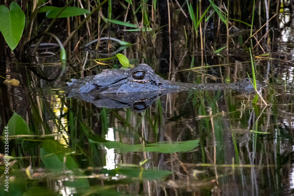 Wild American Alligator at Okefenokee Swamp in Georgia.