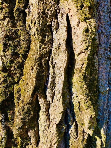 Foto bark of a tree, wood bark, close-up, bark beetle, barkdust, harvester, oak, wood