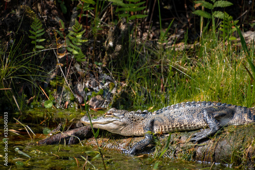 Wild American Alligator at Okefenokee Swamp in Georgia.