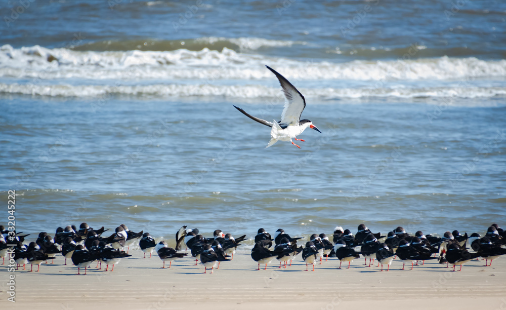 Black Skimmers feeding as the tide comes in at Jekyll Beach Georgia. Black Skimmers feeding as the tide comes in at Jekyll Beach Georgia.