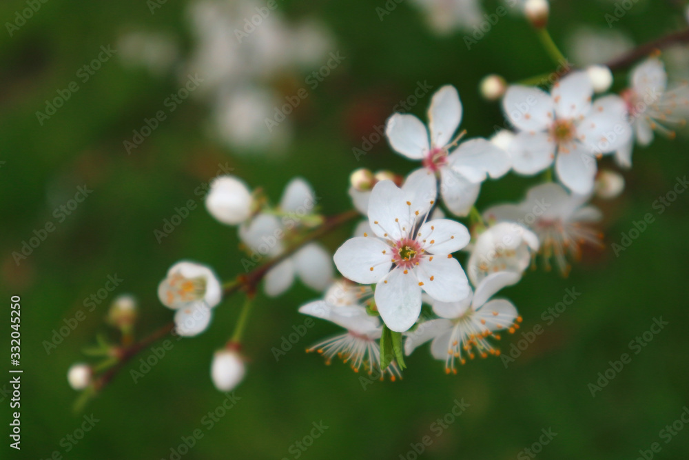Beautiful white spring blossom tree over blur green background Beautiful white spring blossom tree over blur green background