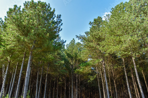 Pine Tree Forest 