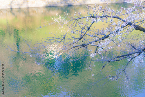 東京都千代田区の千鳥ヶ淵の咲き始めた桜 © zu_kuni