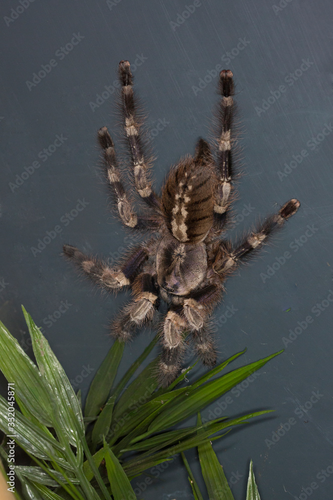 Bengal ornamental (Poecilotheria miranda). Bengal ornamental (Poecilotheria miranda).