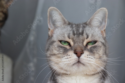 むすっとした表情の猫アメリカンショートヘアー