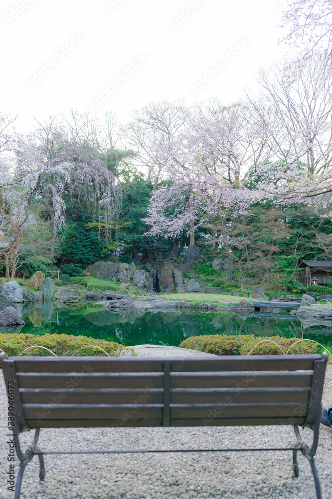 東京都千代田区九段の桜咲く日本庭園を望むベンチ