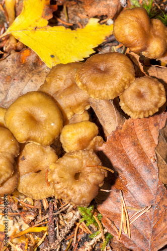 Craterellus tubaeformis