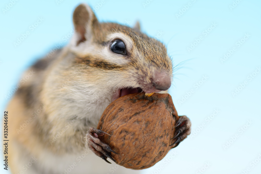 Obraz premium クルミを食べるシマリス