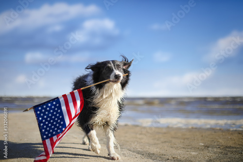 Photography Patriotic border collie dog running along the beach carrying the American flag