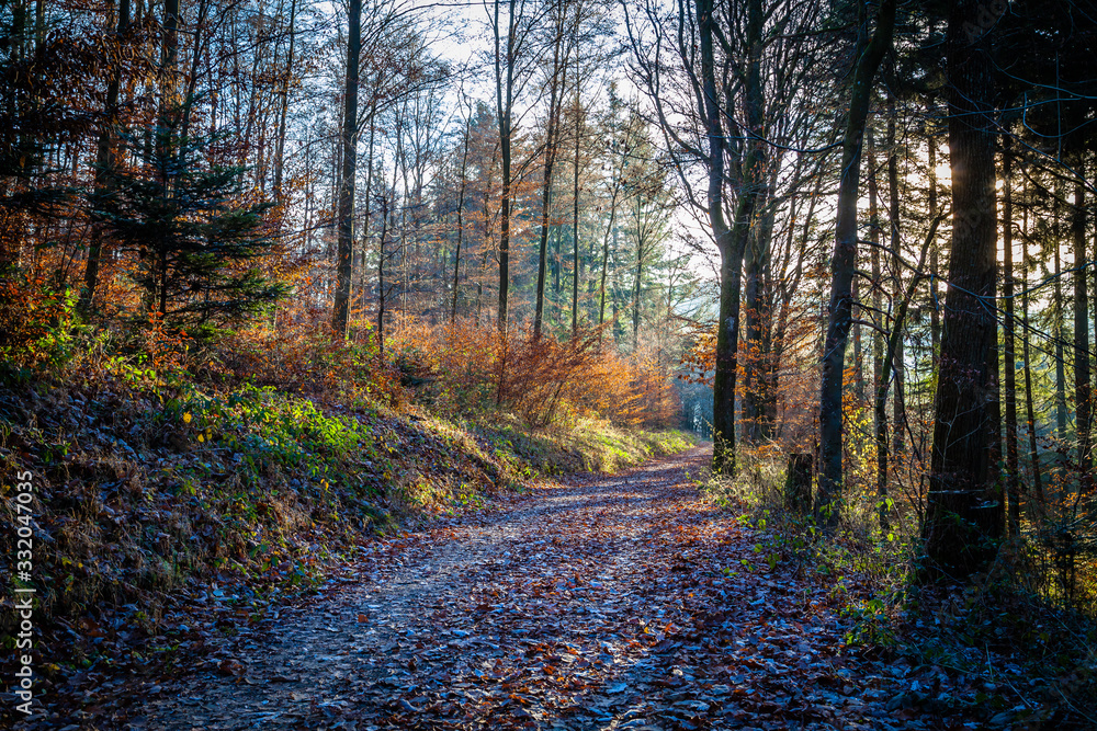 Obraz premium Autumn in a Eifel forest, Germany
