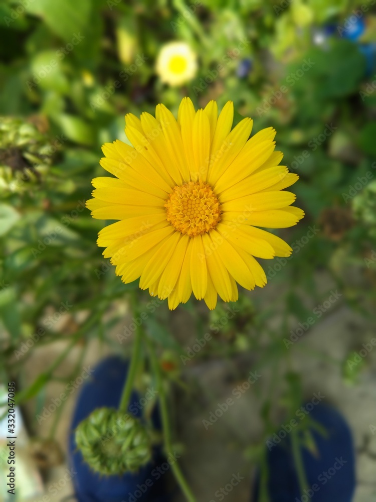 yellow flowers in the garden/ flower