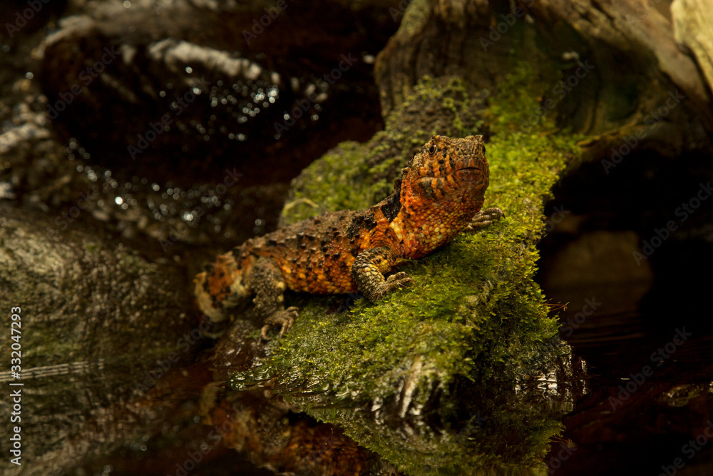 Chinese crocodile lizard (Shinisaurus crocodilurus). Chinese crocodile lizard (Shinisaurus crocodilurus).