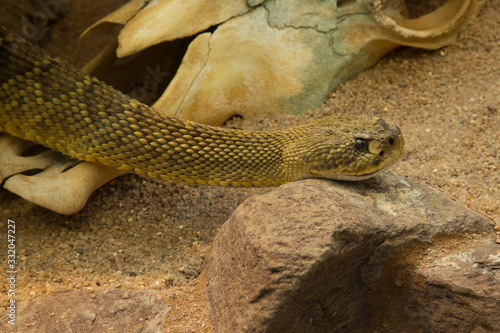 Mexican west coast rattlesnake, Mexican green rattler (Crotalus basiliscus).