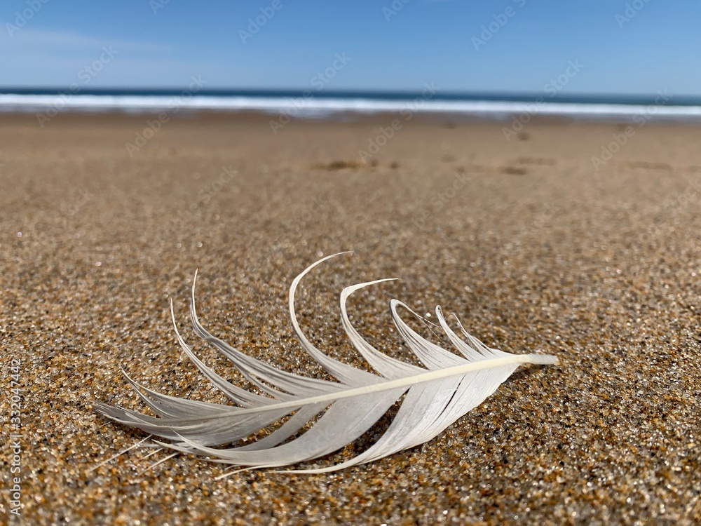 feather feather